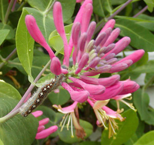 honeysuckle