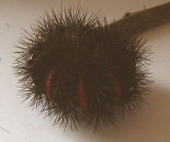 Blk red caterpillar