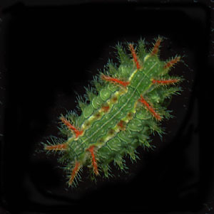 redgreen